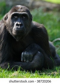 4,761 Gorilla close up Images, Stock Photos & Vectors | Shutterstock