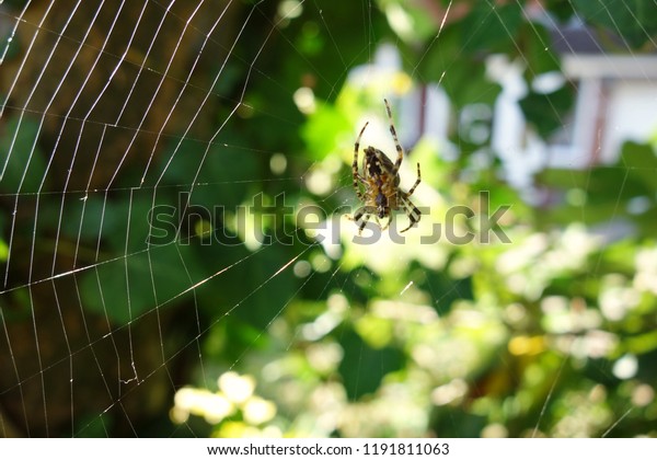Close Big Garden Spider On Stretching Stock Image Download Now