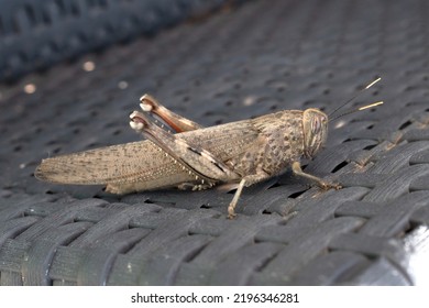 Close Up Of A Big Grasshopper On Resin Wicker Patio Furniture