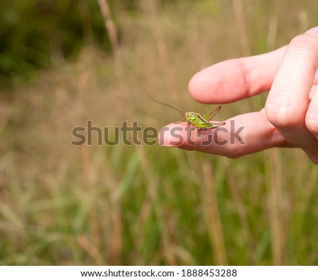Close up of big green grasshopper sitting on a finger of female hand