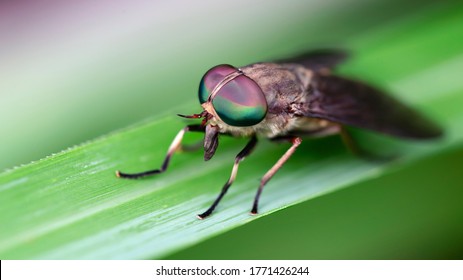 Horsefly Bite Images Stock Photos Vectors Shutterstock