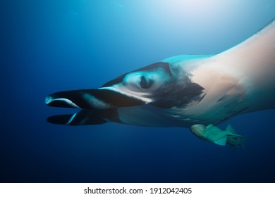 Close big huge manta ray swim deep underwater over blue background
