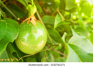 Close Up Big Passion Fruit On The Tree