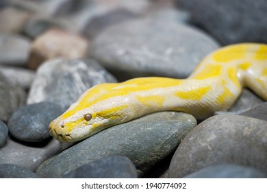 846 Large yellow python Images, Stock Photos & Vectors | Shutterstock