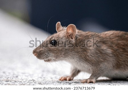 Close- up of a big rat
