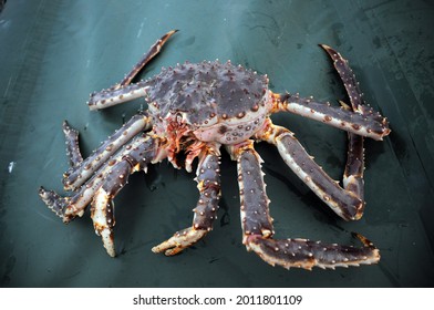 Close Up Of Big Red King Crab In A Fishing Trawler 