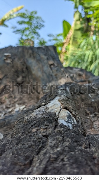 Close Big Tree Roots Potrait Stock Photo 2198485563 | Shutterstock
