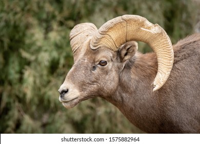 Male Rocky Mountain Bighorn Sheep Ram Stock Photo (Edit Now) 129898976