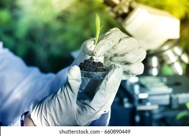 Close Up Of Biologist's Hand With Protective Gloves Holding Young Plant With Root Above Petri Dish With Soil. Microscope In Background. Biotechnology, Plant Care And Protection Concept