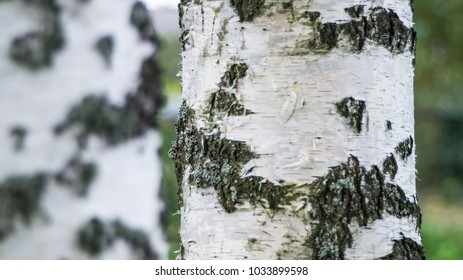 Close Up Of The Birch Trunk Located On A Birchwood Background