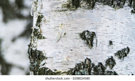 Close Up Of The Birch Trunk Located On A Birchwood Background