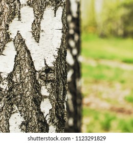 Close Up Of The Birch Trunk Located On A Birchwood Background