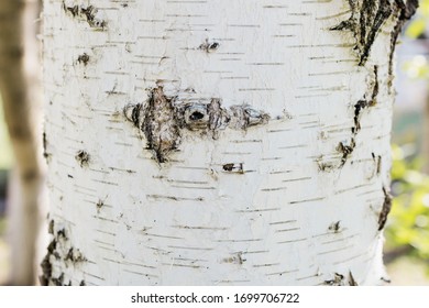 Close Up Of The Birch Trunk Located On A Birchwood Background