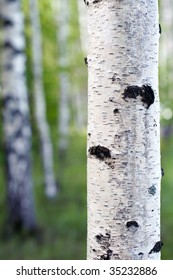 Close Up Of The Birch Trunk Located On A Birchwood Background