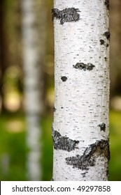 Close Up Of The Birch Trunk Located On A Birchwood Background