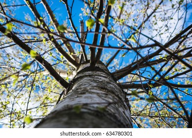 Close Up Of The Birch Trunk Located On A Birchwood Background