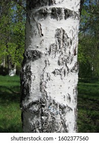 Close Up Birch Trunk On Birchwood Background