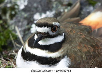 a close up of a bird