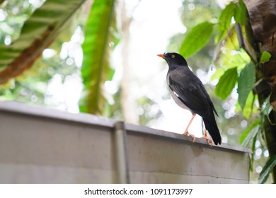 Close up of the bird