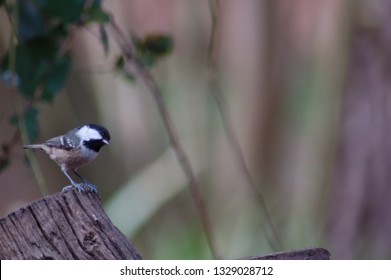 Close up of a bird