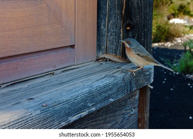 close up of a bird