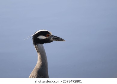 Close up of a bird 