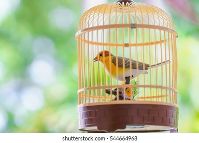 Cage Oiseau Stock Photos Images Photography Shutterstock