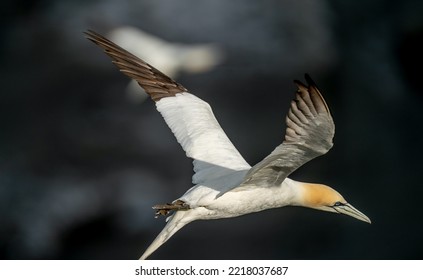 Close Up Of Bird Flying 