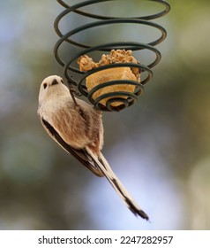 Close up of bird perching on feeder 