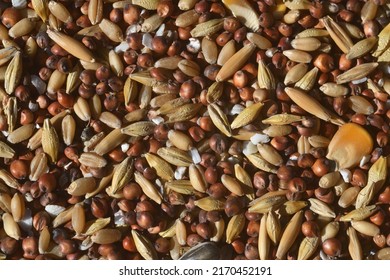 Close Up Bird Seed Background