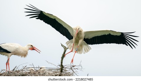 Close Up Of Birds Flying