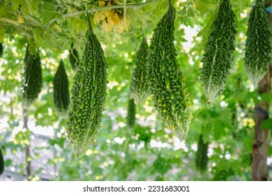 Close up of bitter gourd or bitter melon hanging on tree in organic vegetable farm. Fresh bitter gourd growing ready for harvest in the garden, selective focus, agriculture - Powered by Shutterstock