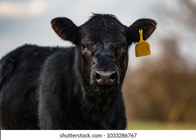 Close up of black Angus calf with yellow ear tag and out-of-focus background