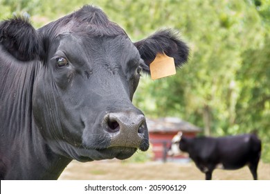Close up of a black Angus cow head and ears with tag looking curious and staring