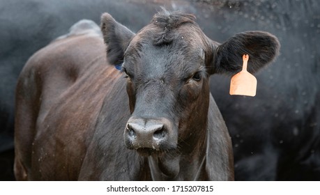 Close Up Of A Black Angus Heifer Stocker With An Orange Ear Tag.