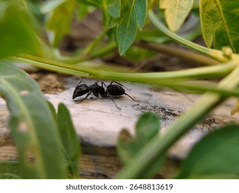 close up of black ants behind leaves (Camponotus japonicus)