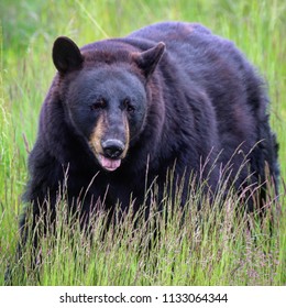 Close up of a black bear in Girdwood Alaska