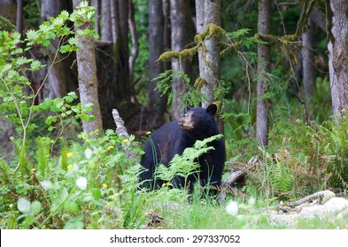 Close up of a black bear hiding in the forest in British Columbia Canada. The American black bear is a medium-sized bear native to North America. Black bears are omnivores.