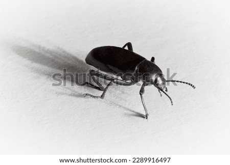 A Close up of a Black Beetle also called Pinacate Beetle or Stink Bug