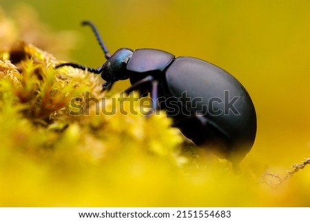 close up of black beetle with colorful highlights on yellow moss