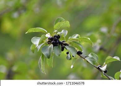 Close Up Of Black Berries On A Wild Cherry Tree In New England