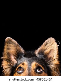 Close up of Black and brown mix breed dog or canine face looking up with big eyes and perky ears while curious interested adorable cute watching patient wanting hungry focused begging wishing hoping  - Shutterstock ID 459381424