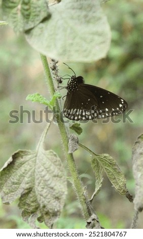 Close up black butterfly spoted camera.
