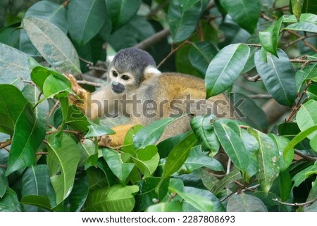 Close up black capped squirrel monkey eating food at tree at Sandoval Lake Amazon forest. Selective close of monkey. 