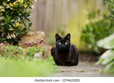 Close Up Of A Black Cat Lying In The Garden, UK