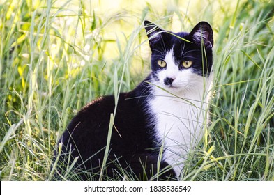 Close Up Of A Black Cat Is On The Grass In The Garden, Spring Time