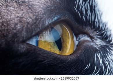 Close up of a black cat staring with intense yellow eyes, showing reflection on the surface. - Powered by Shutterstock