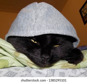 Cat In Hoodie Pfp - bmp-flab