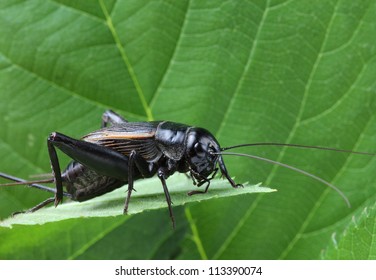 A close up of black cricket on leaf.