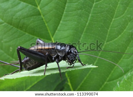 A close up of black cricket on leaf.
